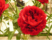 ���� �����.jpg