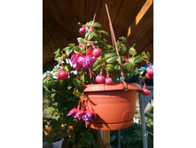 IMG 20180923 132227.jpg