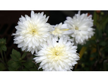 ���������� ���� ������