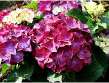 ��������� �������������� (����� ����) ��� ��� (������ ������-�������).jpeg