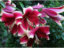 ����� ������� ����� (28,70)