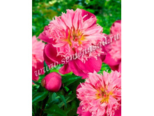 ���� ��������.jpg