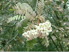 ������ ���