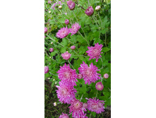 ����������� �����