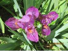 ���� ��������� ���������.JPG