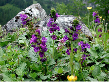 �������� �����������