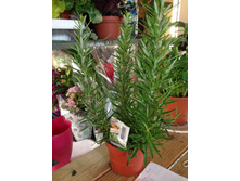 �������� - 350 - 400 ���.