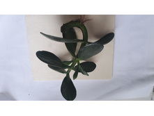 �������� ���������