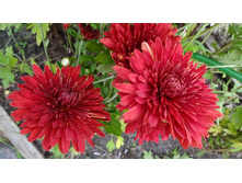 �������� ���