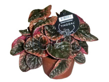 ��������� ���� �������