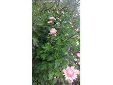 ������� ��������