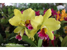 ������� ���� LIME-