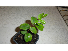 ������������ ��� ��������� ������( ��������� ) - 170- 200 ���.