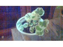 ���������� Madame Solleron