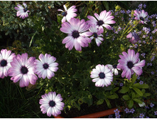 ������������ Cape Daisy Zanzibar Rose Bicolor.JPG