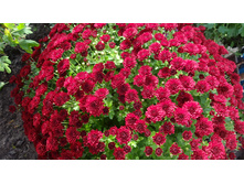 ����������� ��� ���