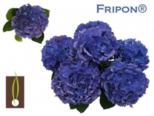 ��������� �������������� ������ (������ ���������, ����������).jpg