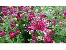 �������� ���