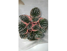 ��������� ���� �������