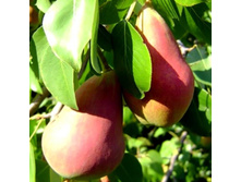 ����� ������� ��������� 1�� 340�.jpg