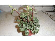 ��������� ������ ����� - 400 ���. ���� 1 ����� !!!