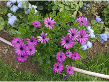 ������������ cape daisy maseru purple.JPG