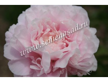 ���� ���� �����.jpg