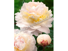 ���� �������.jpg