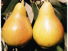 ����� ���������� 1�� 340�.jpg