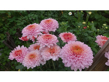 ������� ������