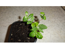 ������������ ��� ��������� ������ ( ����� - ������� ) - 170 - 200 ���.