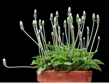 ���������� ���������