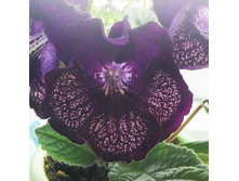 ���-���������� �.jpg