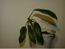 ����������� ��������