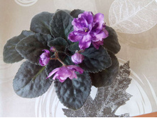 ������ Optical Illusion 12.jpg