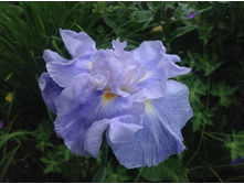 ���� �������� ����� ����.jpg