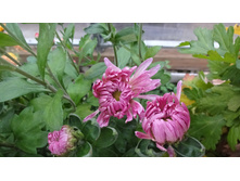 ������ ������  �������� ������������