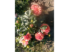 IMG 20180922 150412.jpg