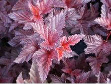 �������������  �����*