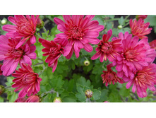 ����������� ������� ������