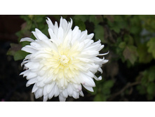 ���������� ���� ������