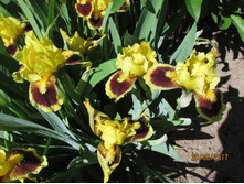 ���� ��������� �������.jpg