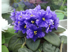 �-������� ����.jpg