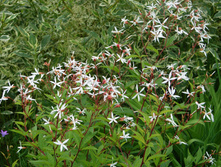 �������� �����������.JPG