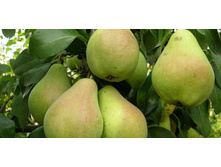 ����� ���������