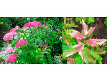 ������ ������ 150� 12��.jpg