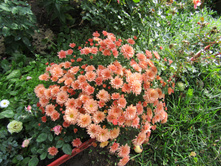 ���������� ����������� Branbeach. ������-���������