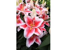 ����� ������ (31,05)