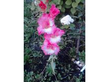 57988ea0c9bae gladiolus rozovo-belyy.JPG
