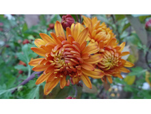 ������ �������